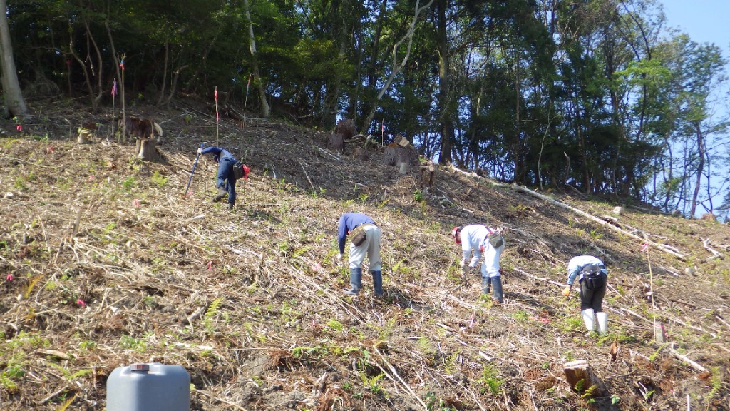斜面での植林作業